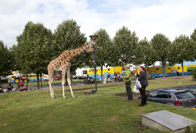 816965 Afbeelding van de giraffe van Circus Belly Wien in het Griftpark te Utrecht.